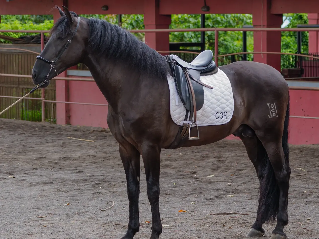 Caballo Zambrano Jocha en venta