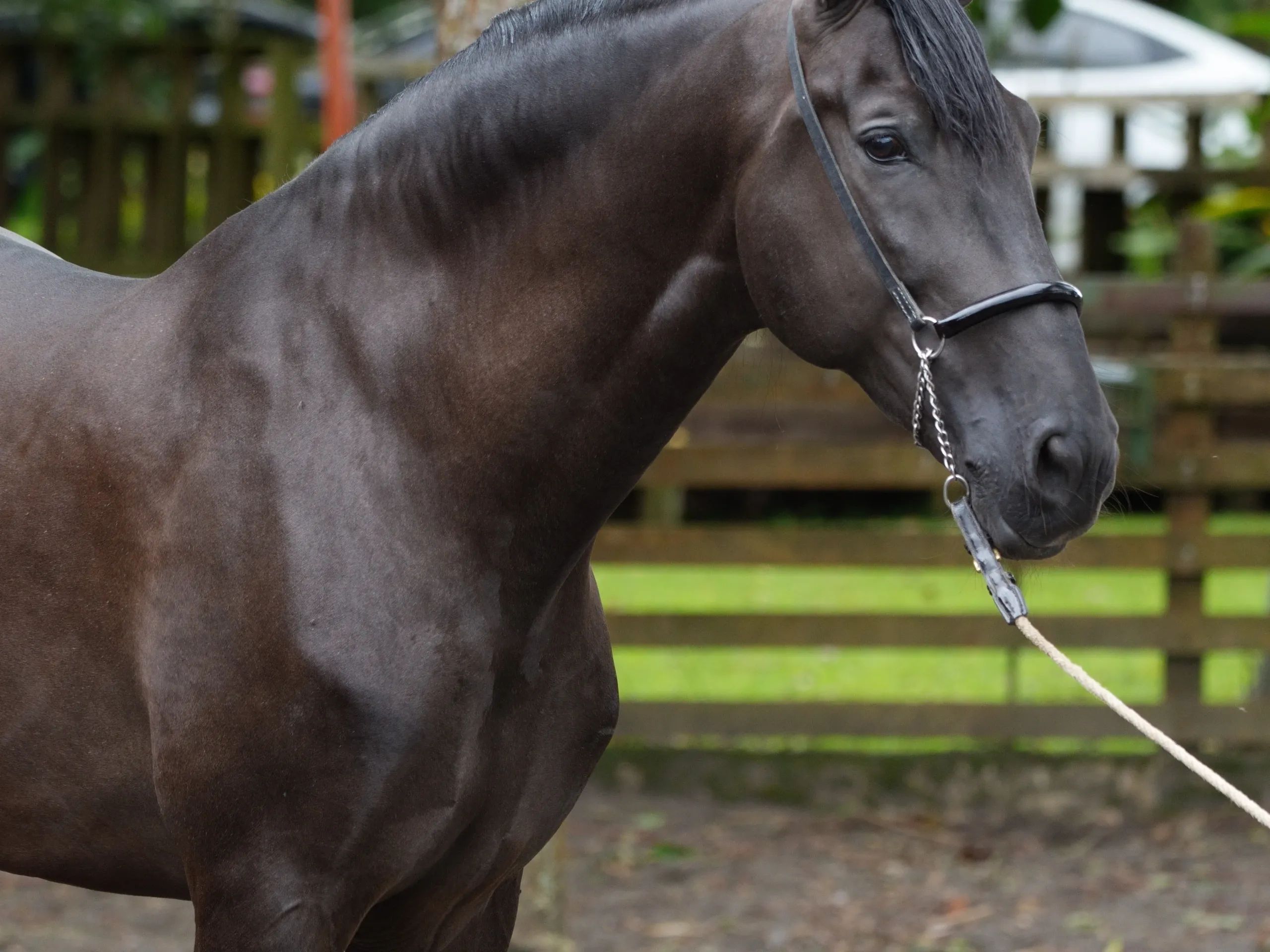 Caballo Zambrano Jocha en venta