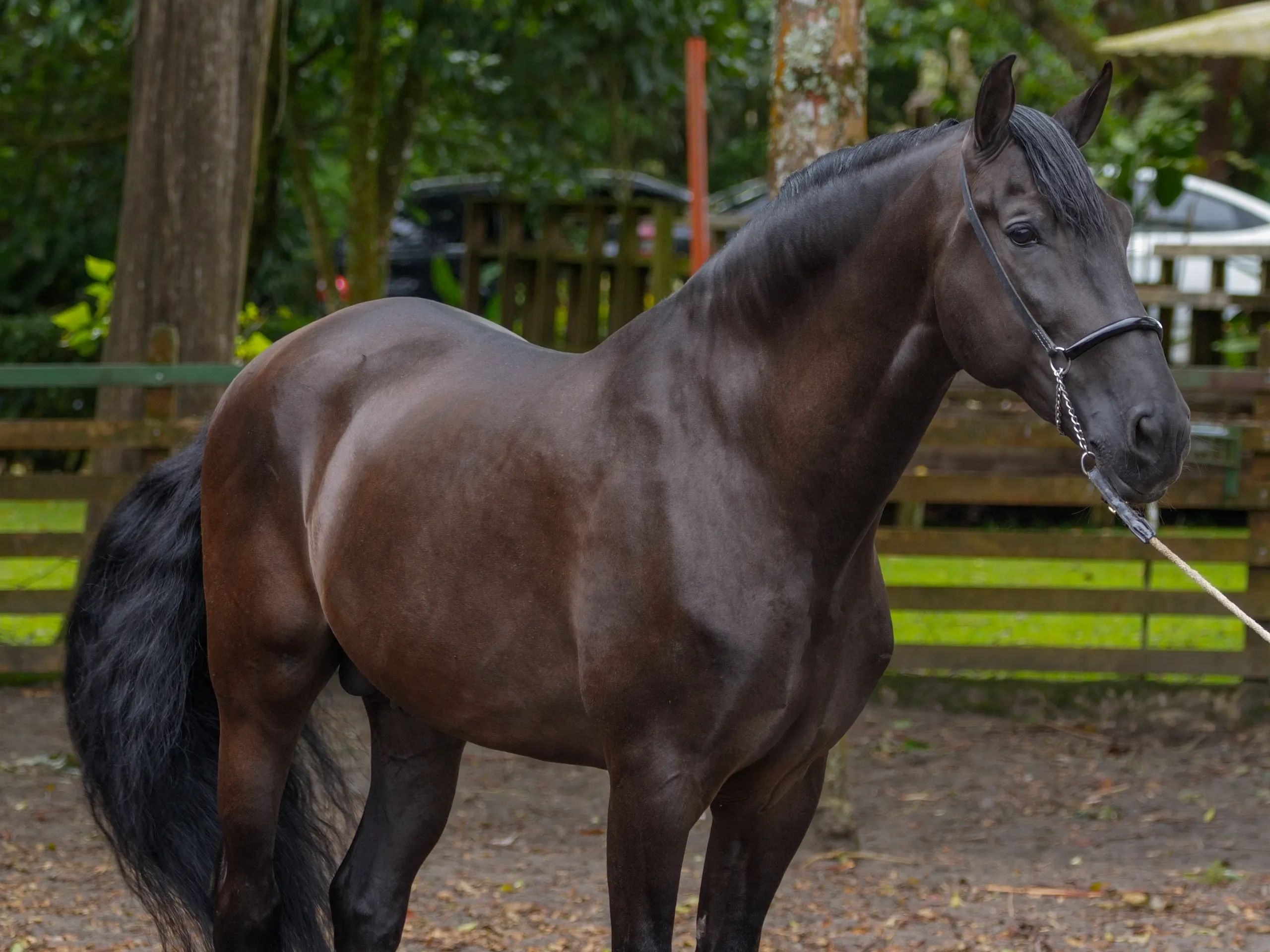 Caballo Zambrano Jocha en venta