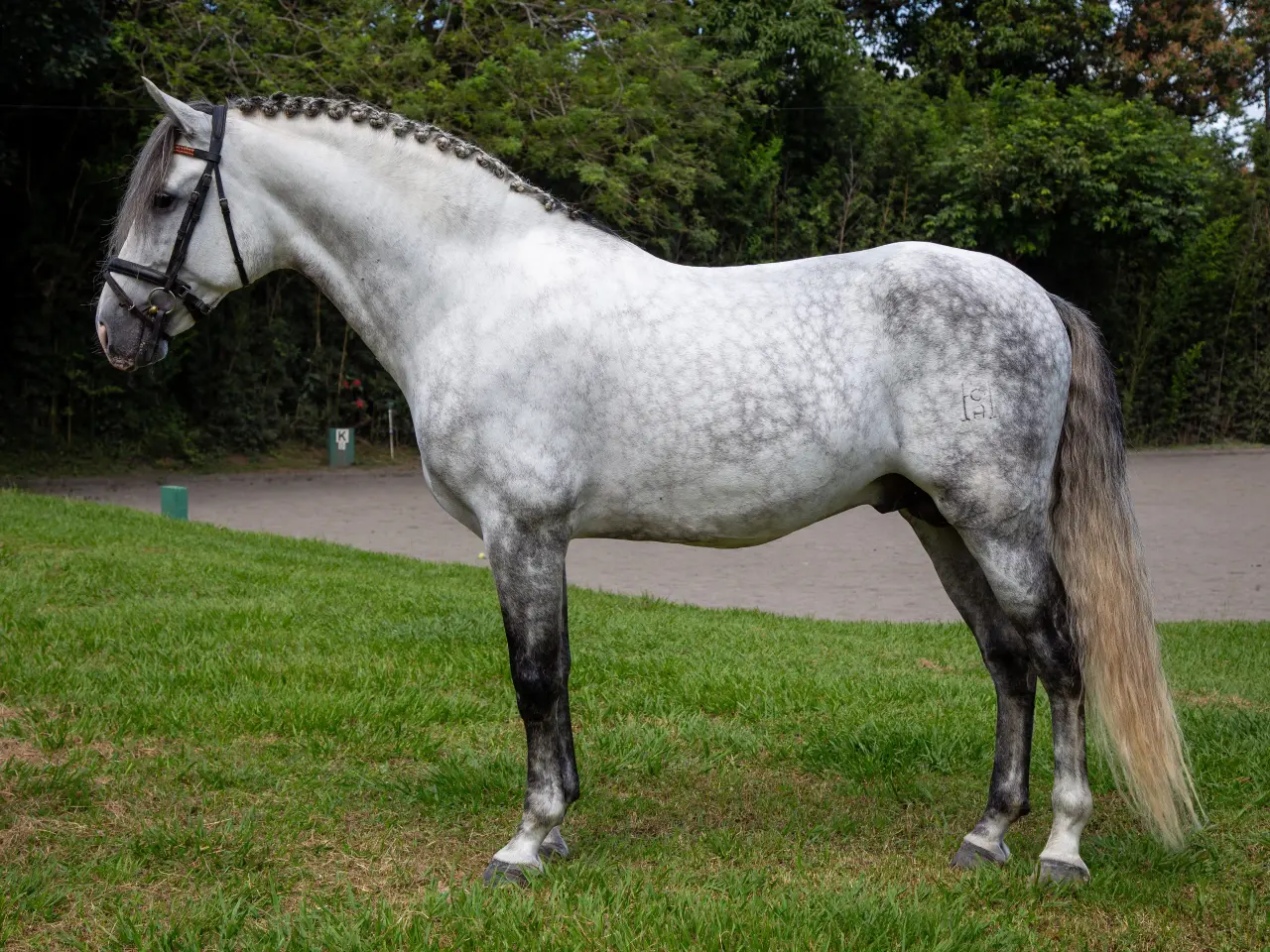 Caballo PRESTIGIO (CANTOR JOCHA) en venta