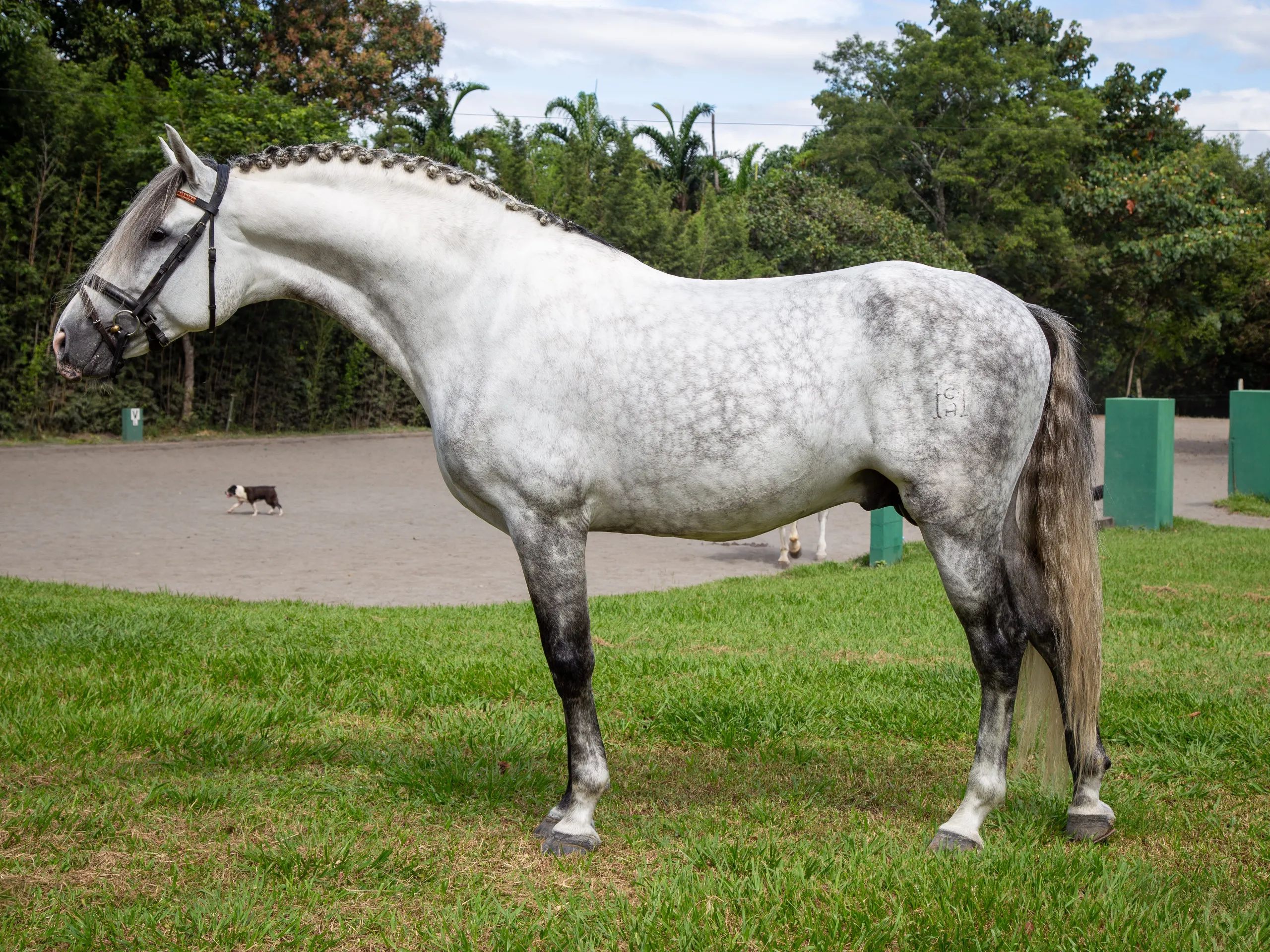 Caballo PRESTIGIO (CANTOR JOCHA) en venta