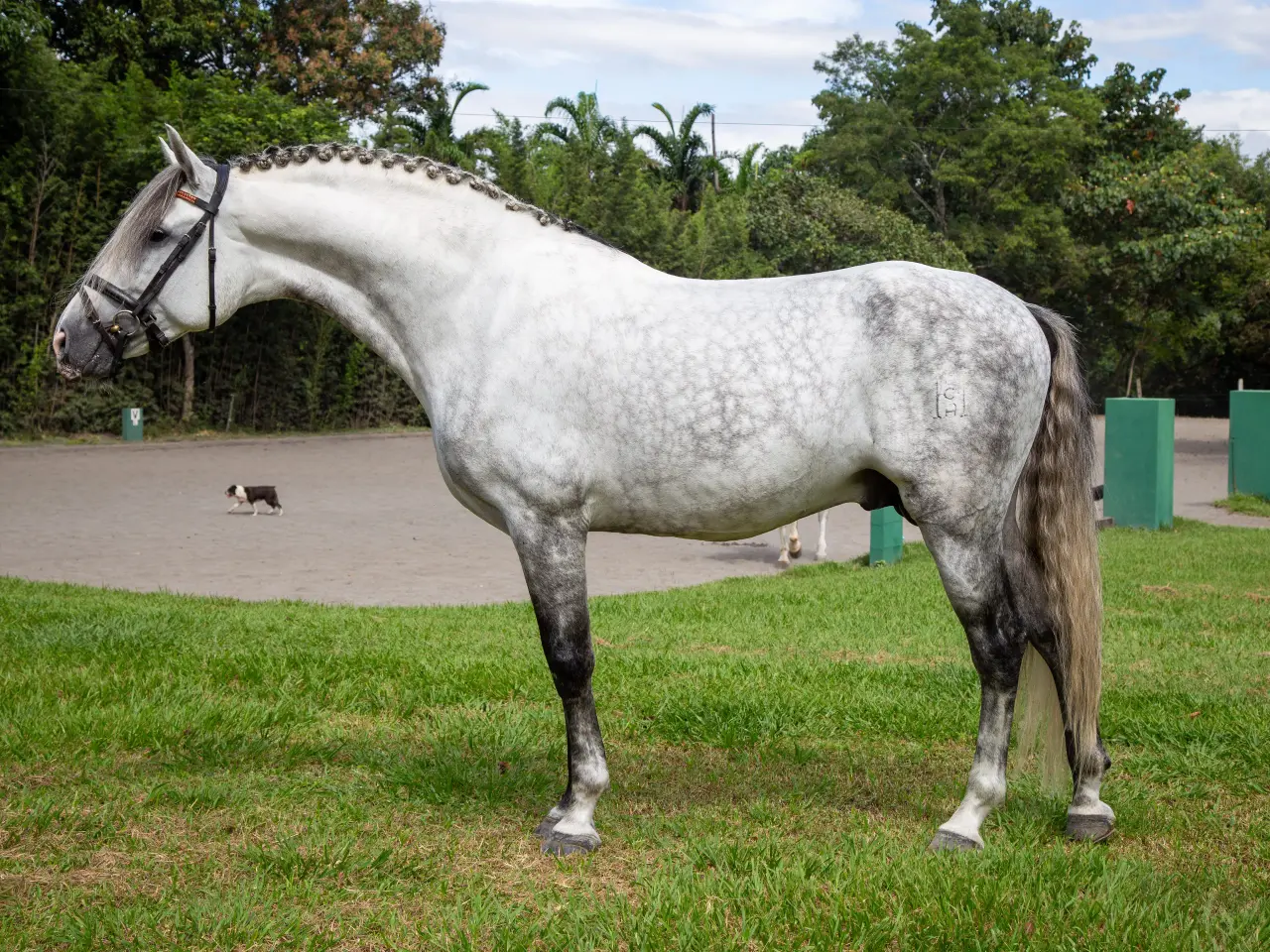 Caballo PRESTIGIO (CANTOR JOCHA) en venta