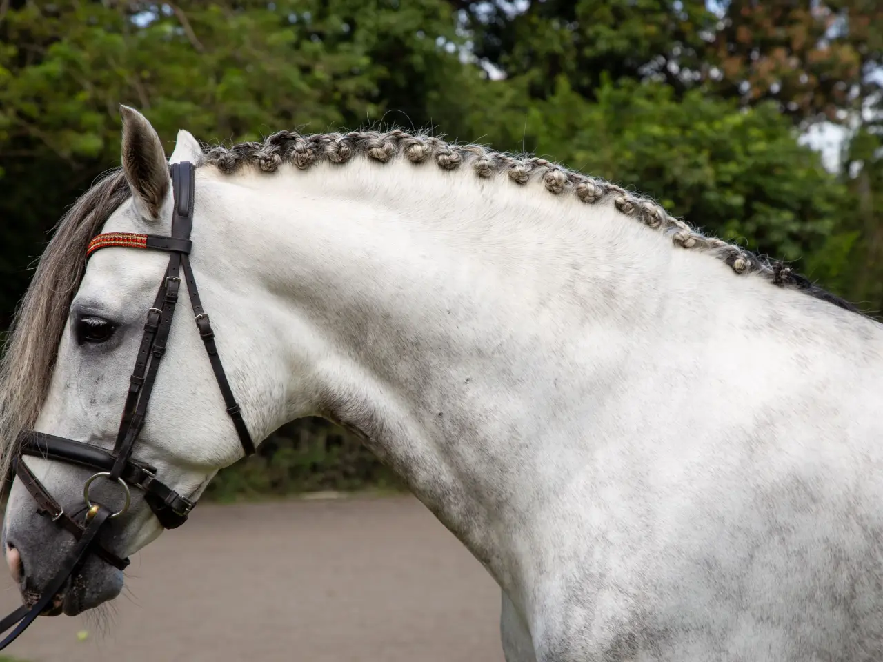Caballo PRESTIGIO (CANTOR JOCHA) en venta