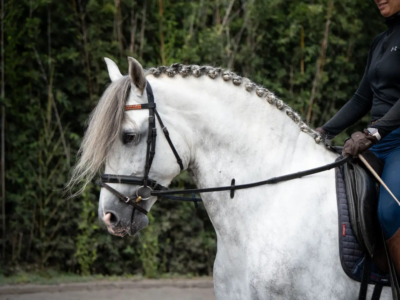 Caballo PRESTIGIO (CANTOR JOCHA) en venta