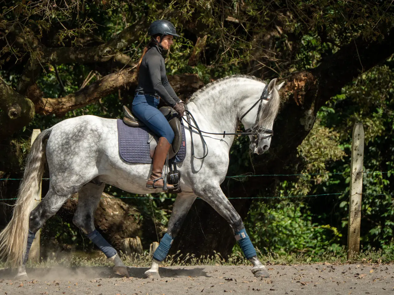 Caballo PRESTIGIO (CANTOR JOCHA) en venta