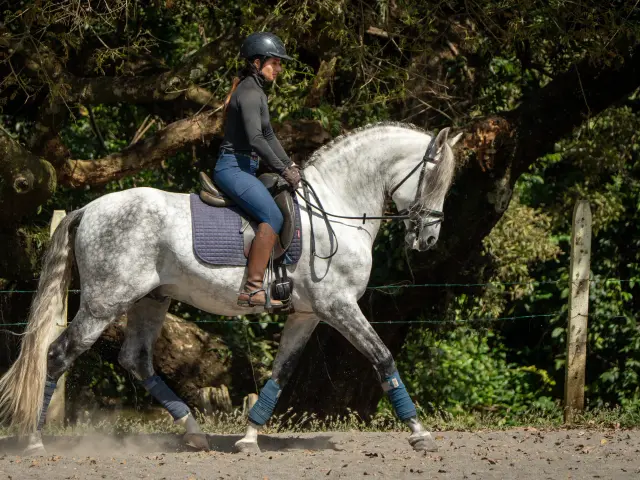 Caballo PRESTIGIO (CANTOR JOCHA) en venta