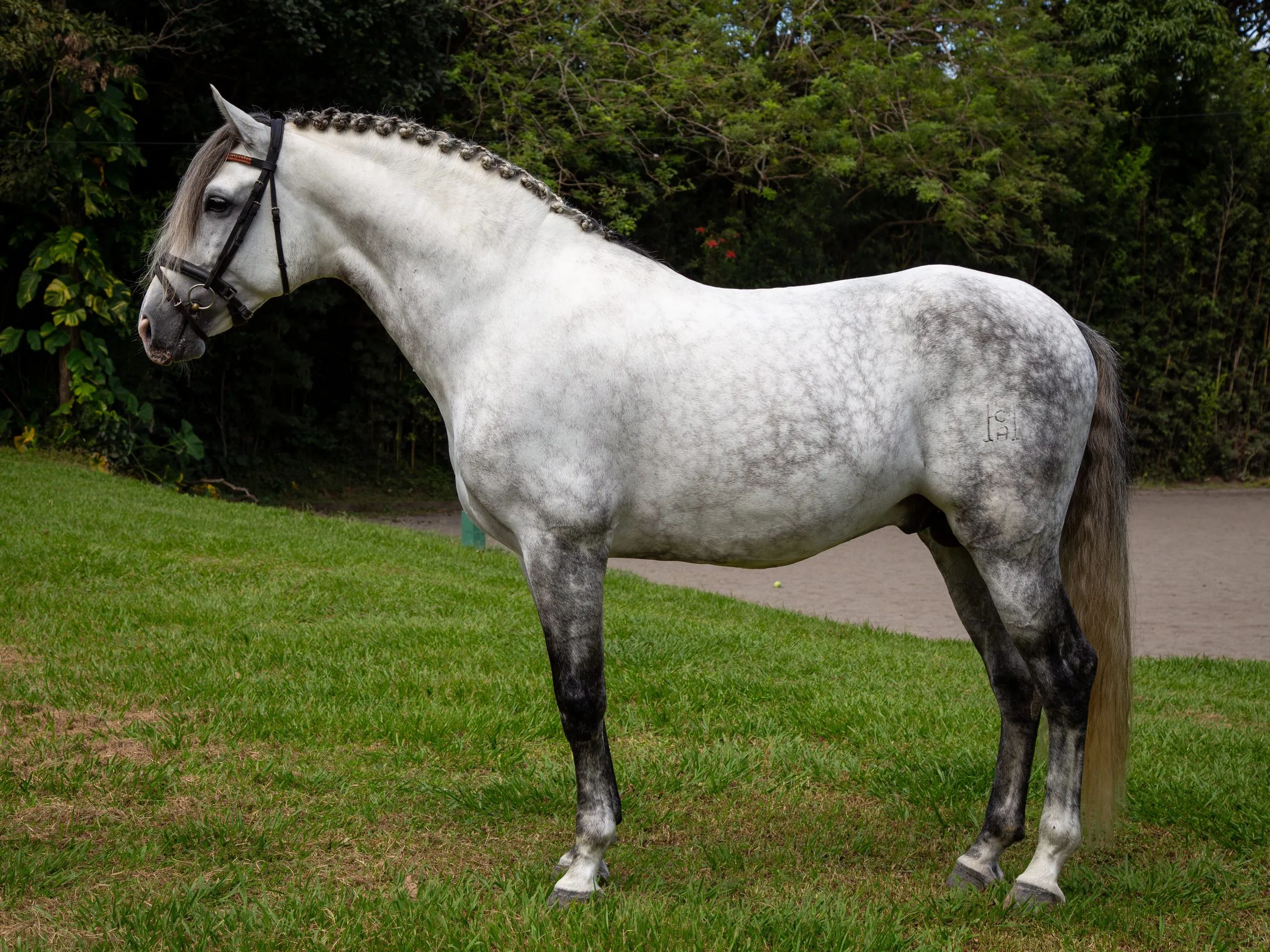 Caballo PRESTIGIO (CANTOR JOCHA) en venta