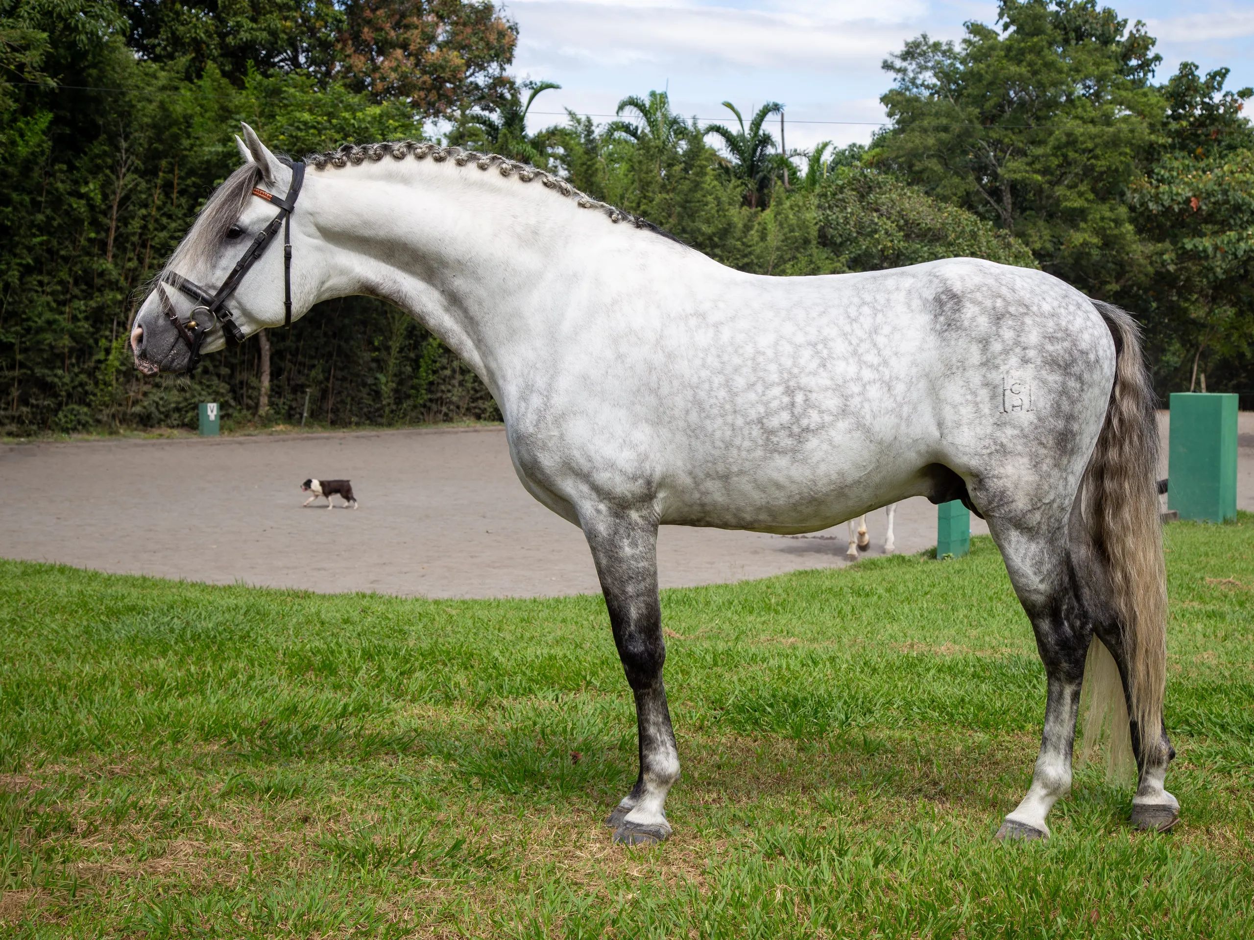 Caballo PRESTIGIO (CANTOR JOCHA) en venta