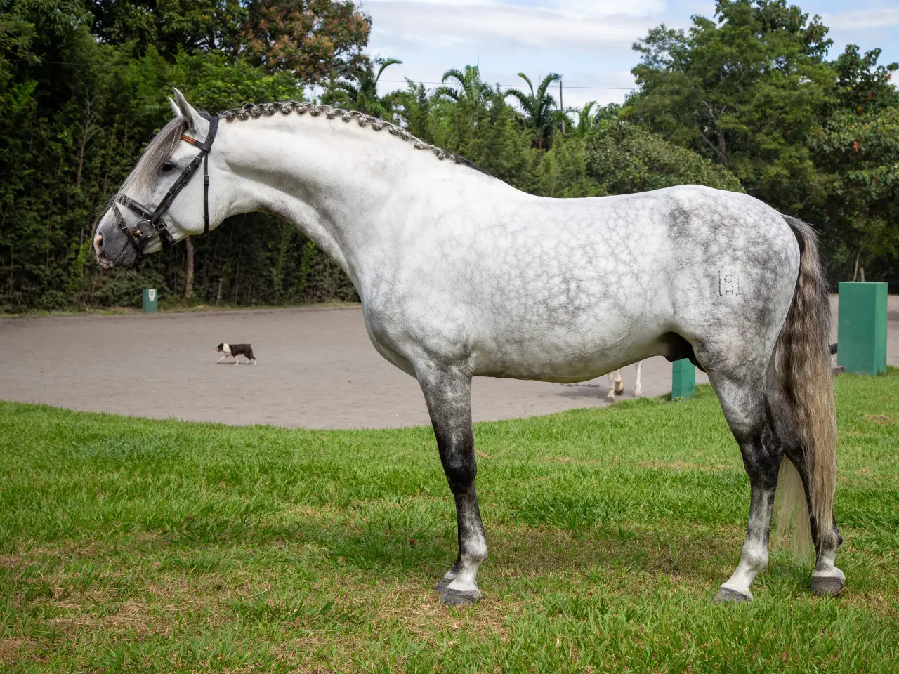 Caballo PRESTIGIO (CANTOR JOCHA) en venta