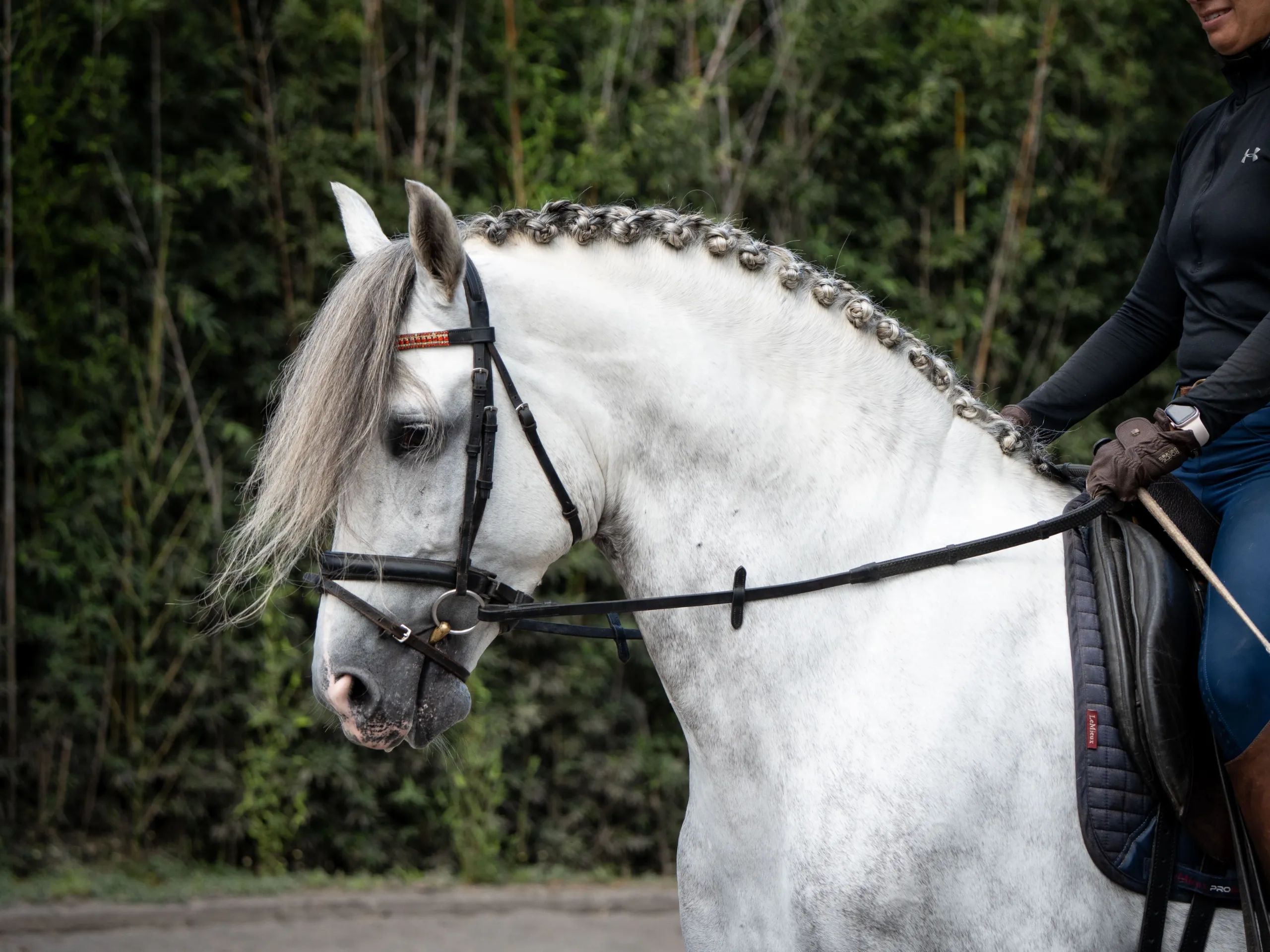 Caballo PRESTIGIO (CANTOR JOCHA) en venta