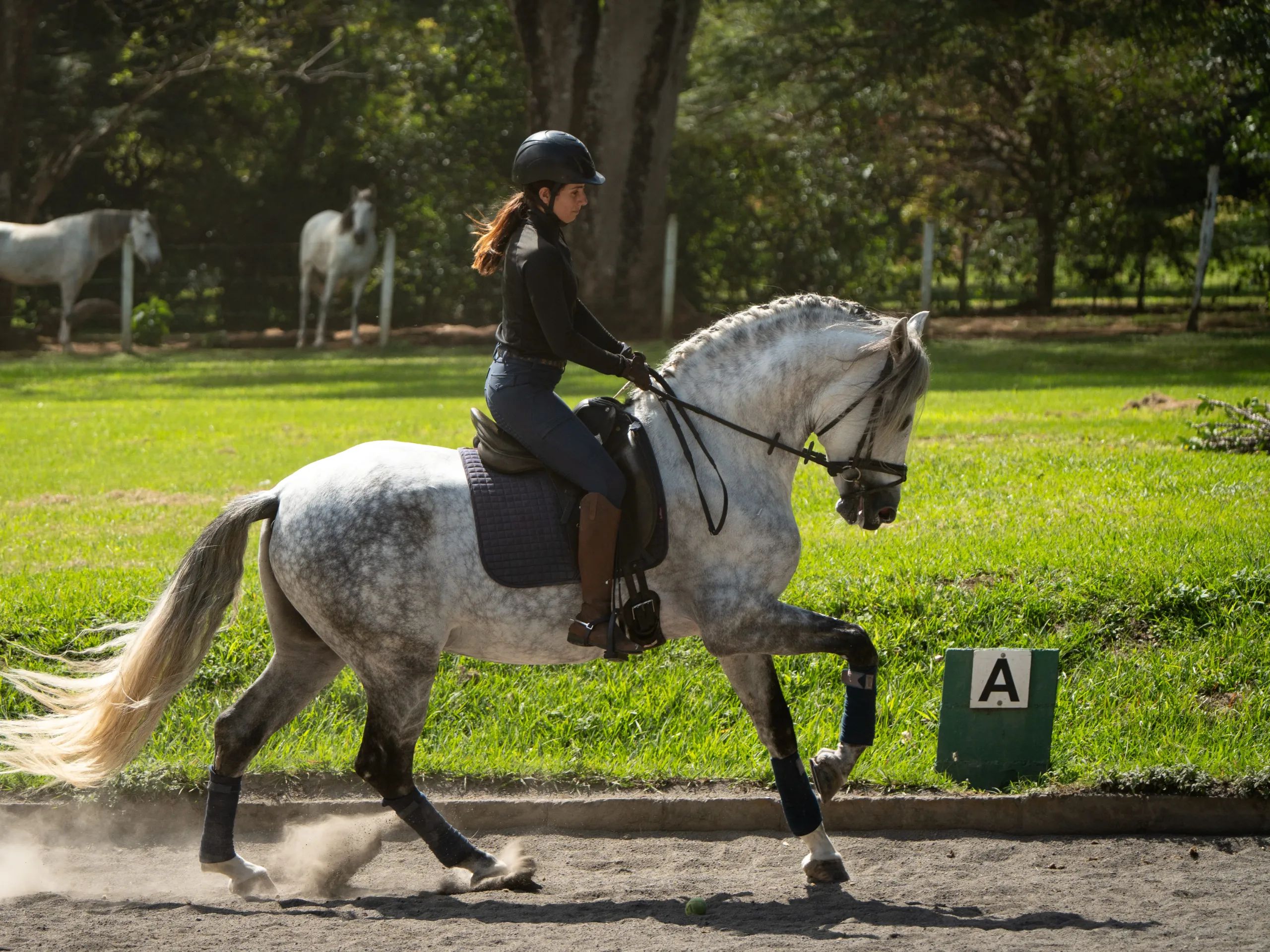 Caballo PRESTIGIO (CANTOR JOCHA) en venta