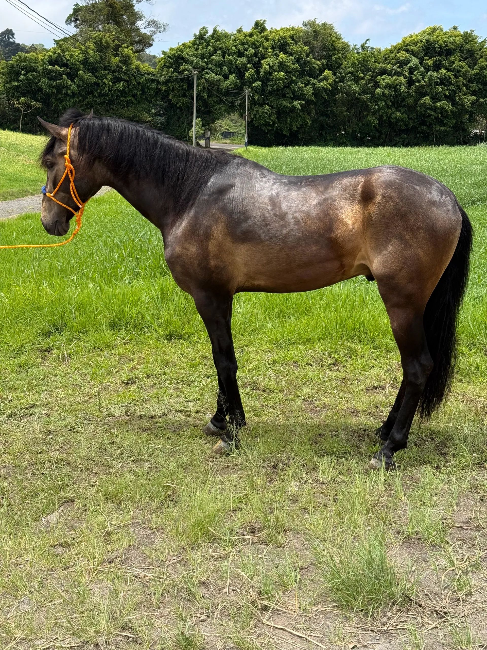 Caballo Cesar CTR en venta