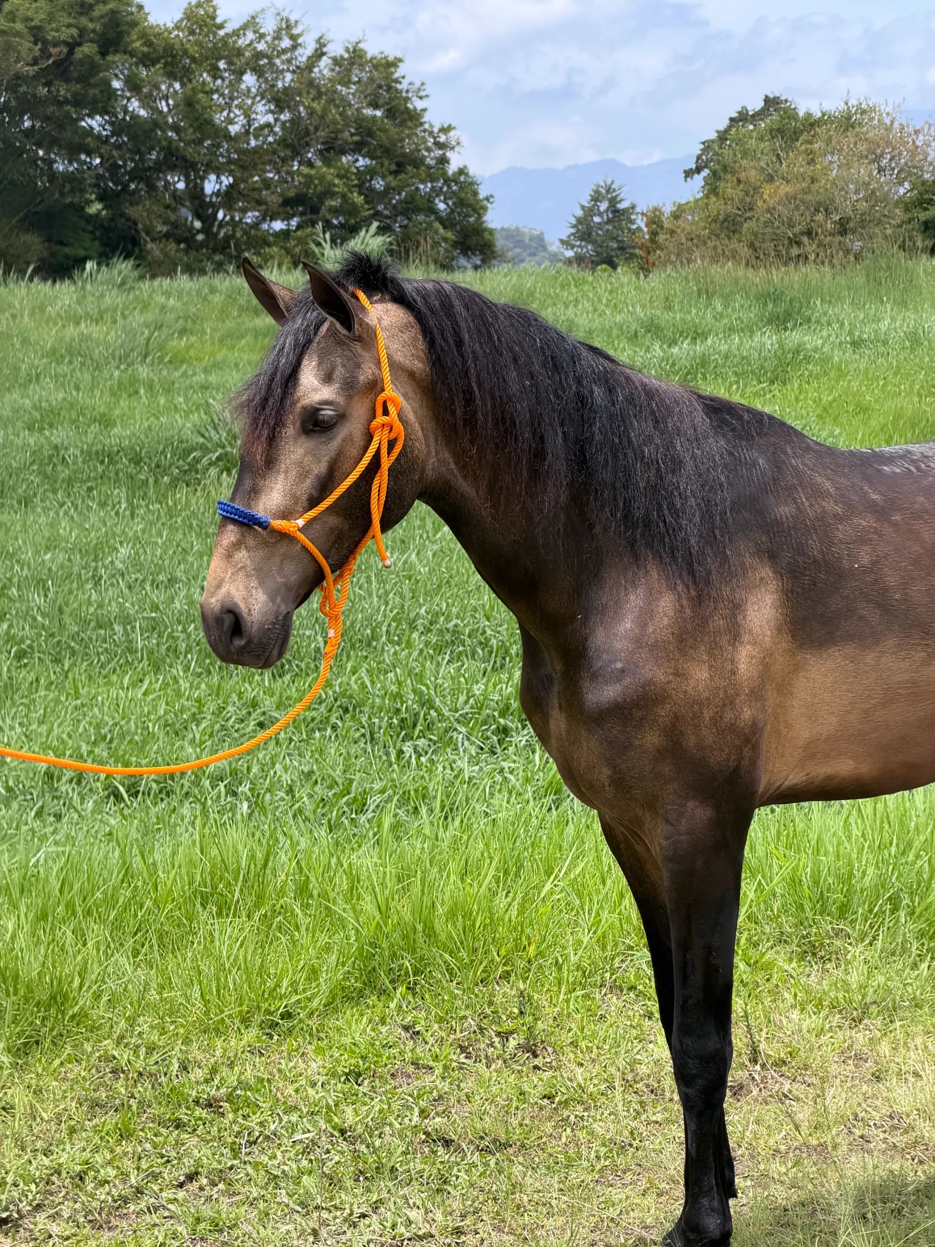 Caballo Cesar CTR en venta
