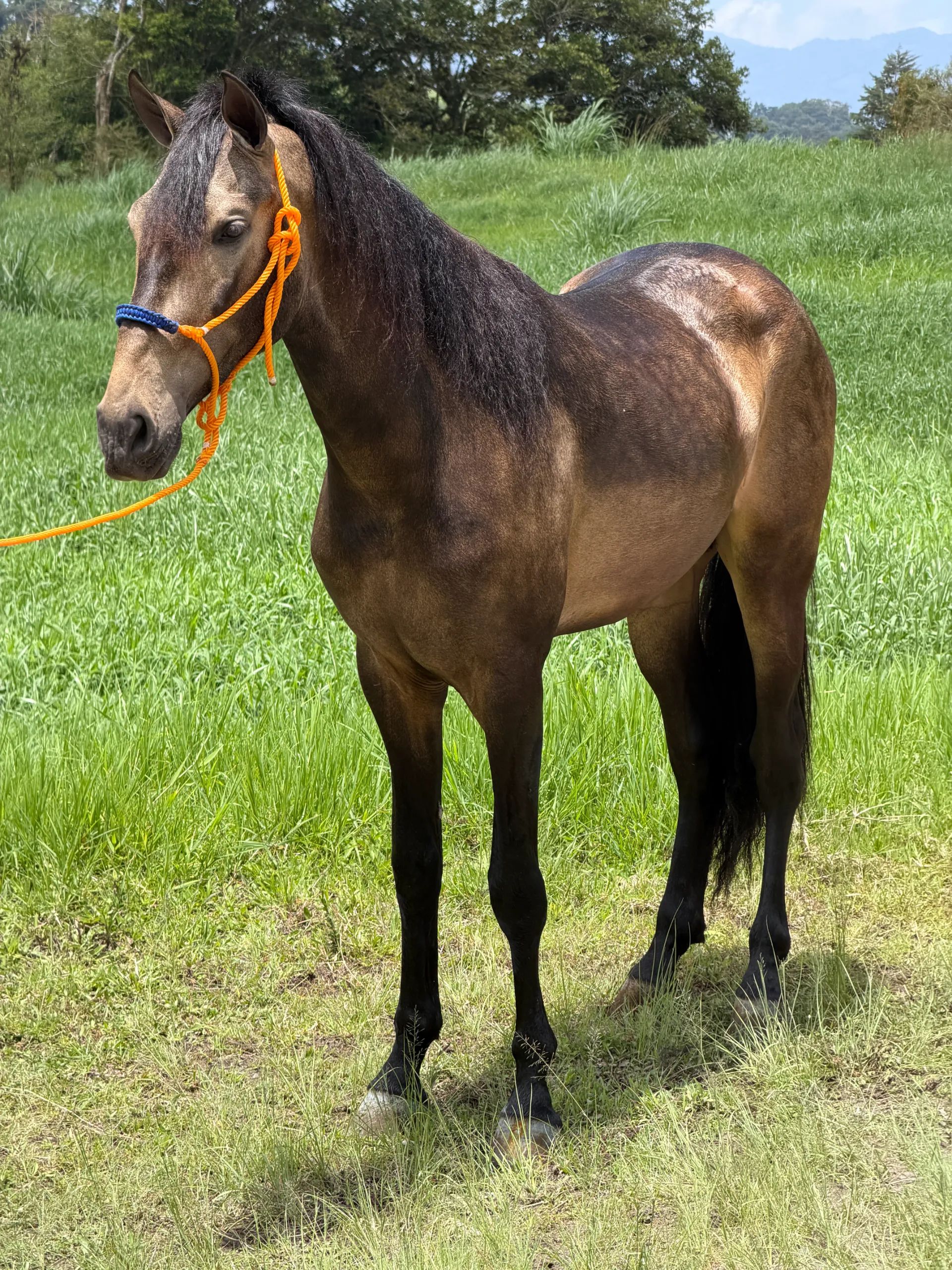 Caballo Cesar CTR en venta