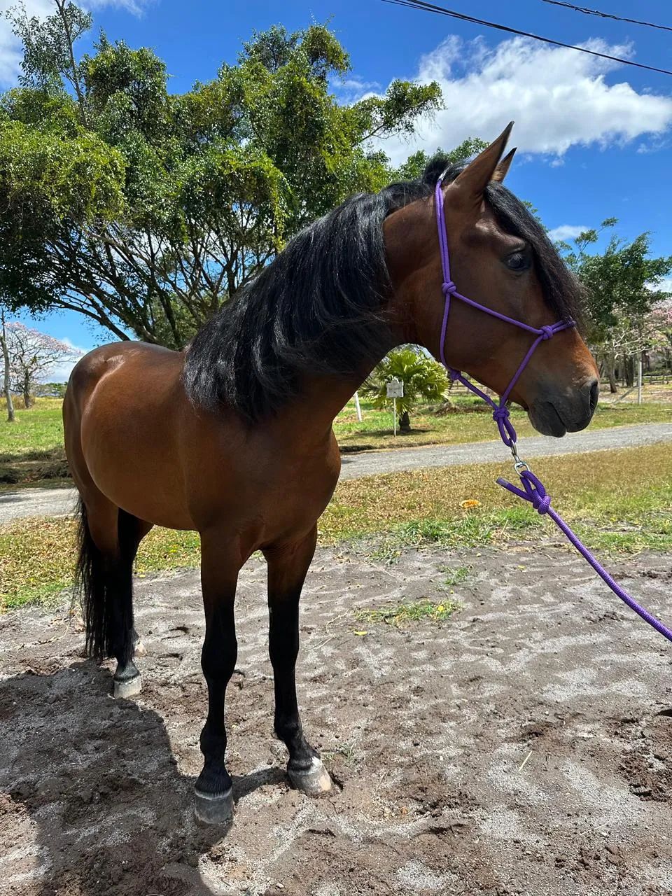 Caballo Roque Toti en venta
