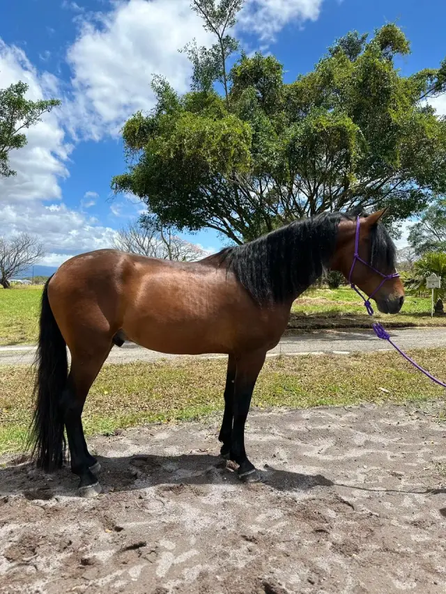 Caballo Roque Toti en venta