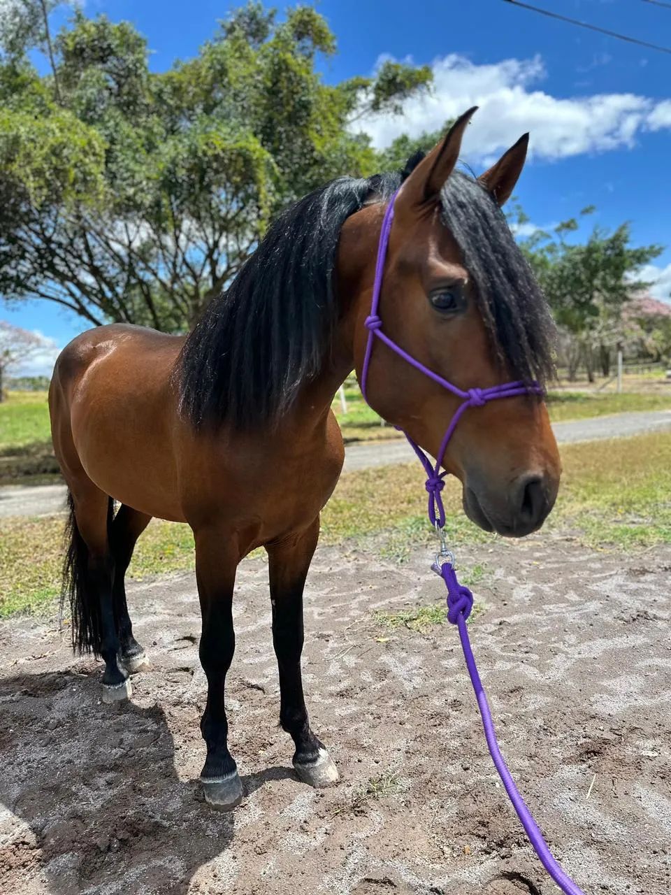Caballo Roque Toti en venta