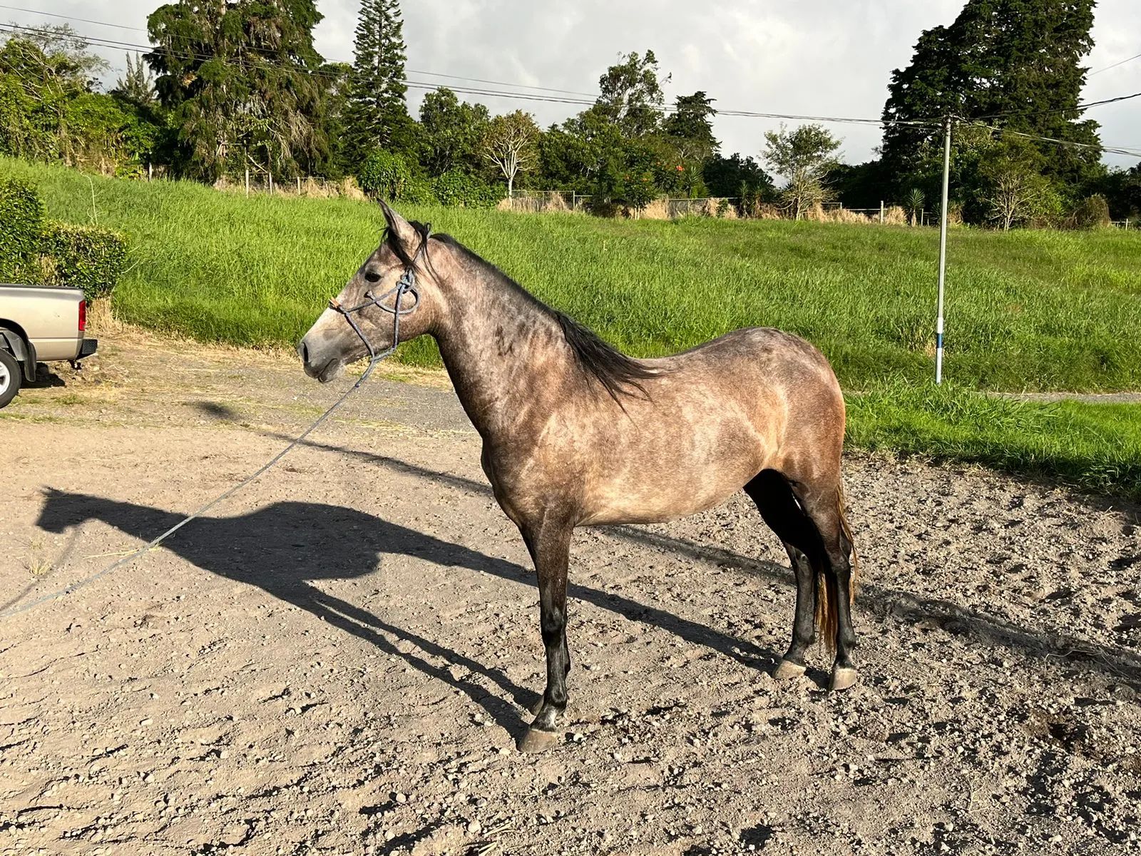Caballo OG Placeres de Casanova en venta
