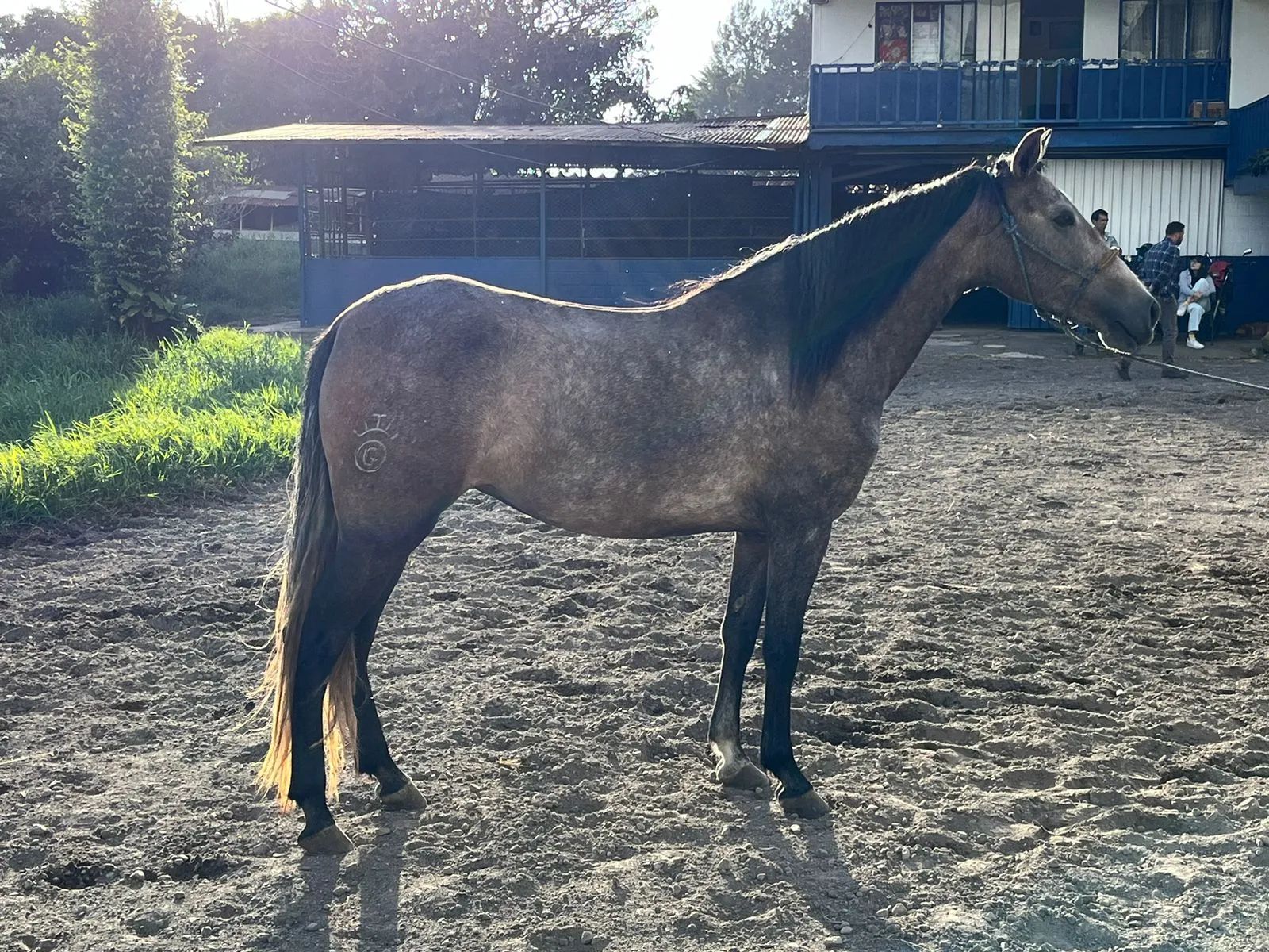 Caballo OG Placeres de Casanova en venta