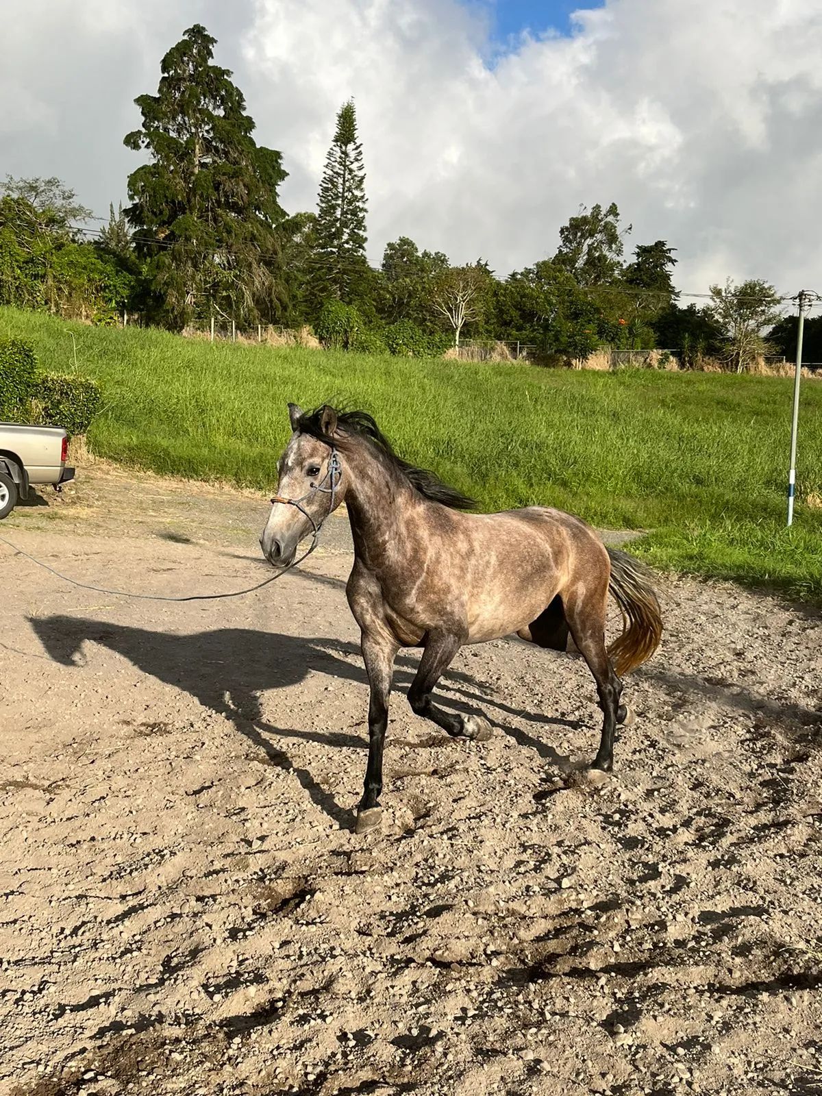 Caballo OG Placeres de Casanova en venta