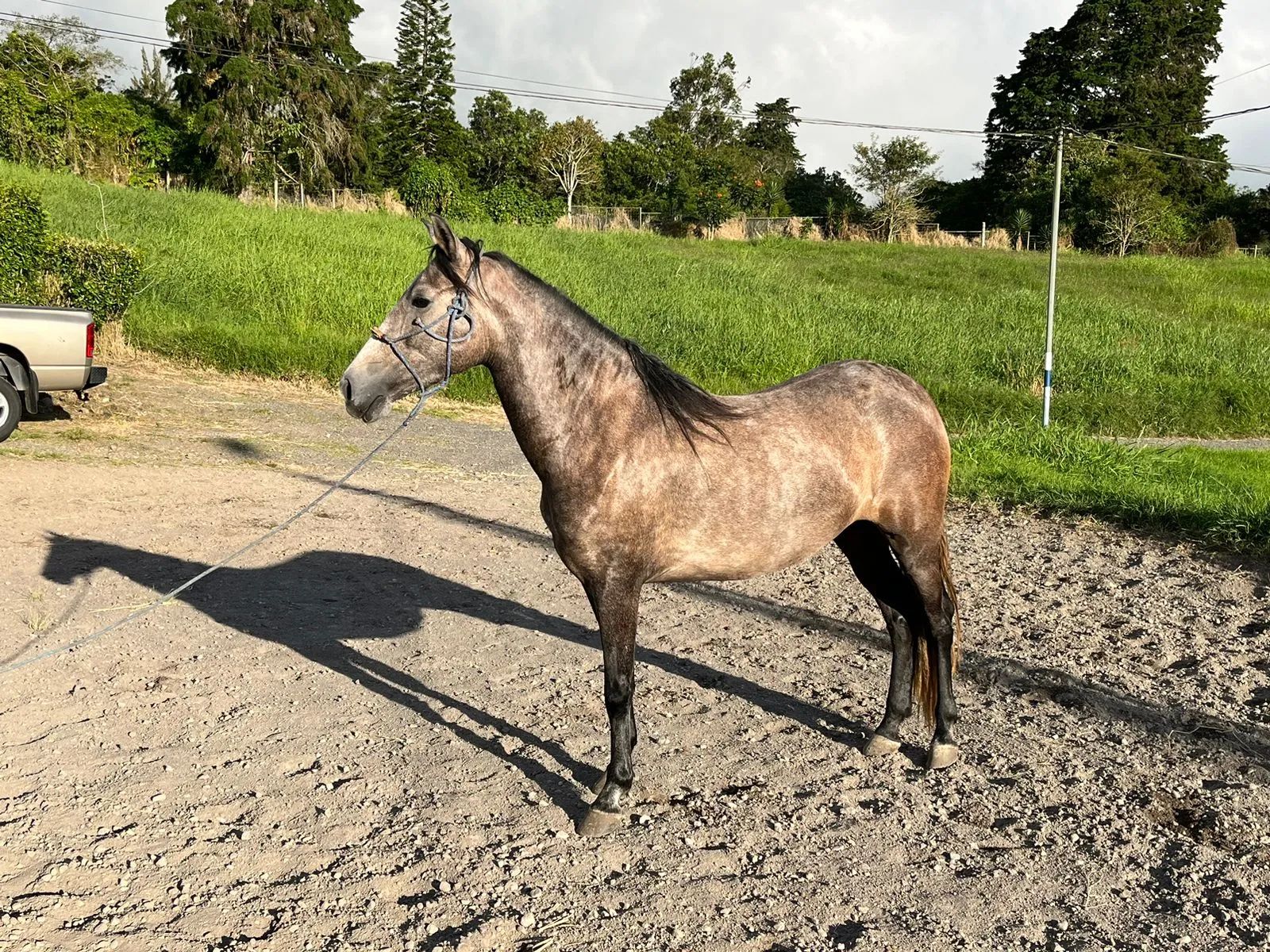 Caballo OG Placeres de Casanova en venta