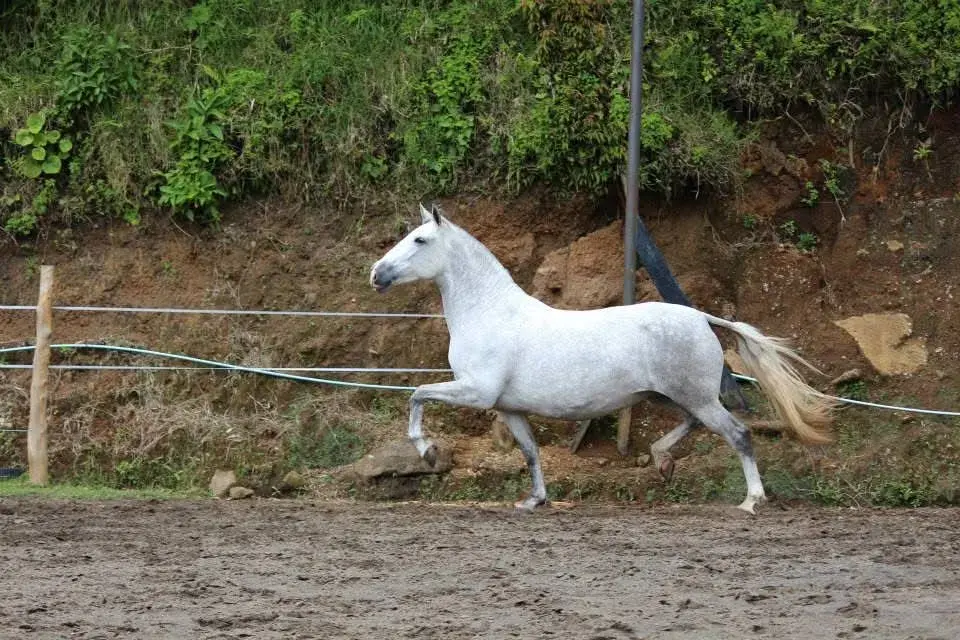 Caballo HI ENAMORADA en venta