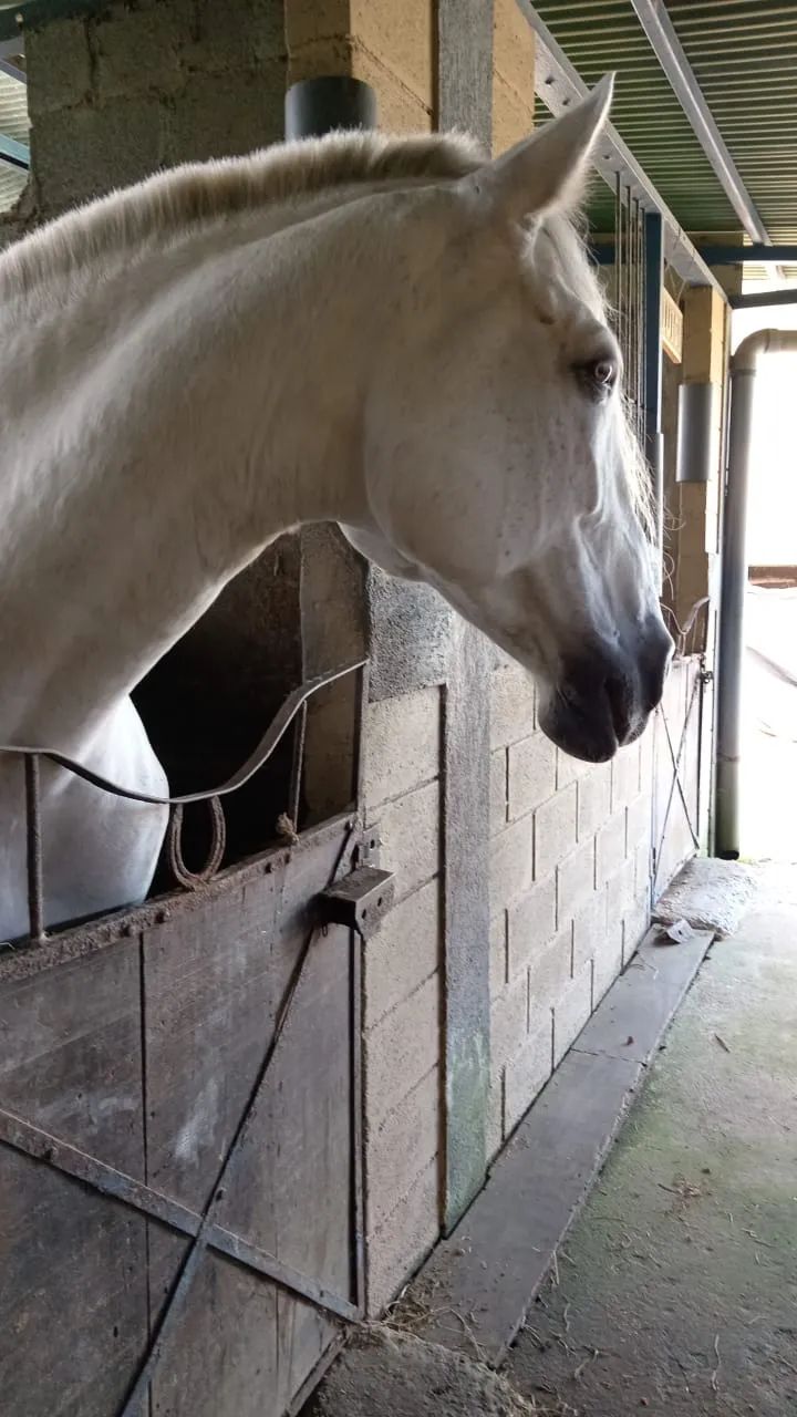 Caballo HI ENAMORADA en venta