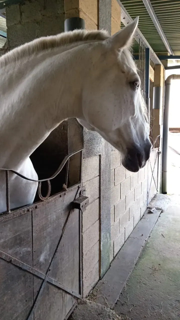 Caballo HI ENAMORADA en venta