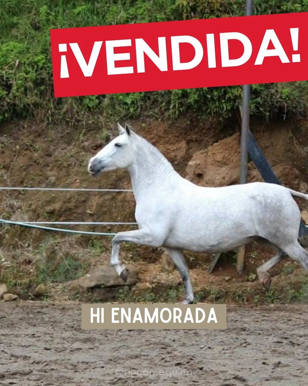Caballo HI ENAMORADA en venta