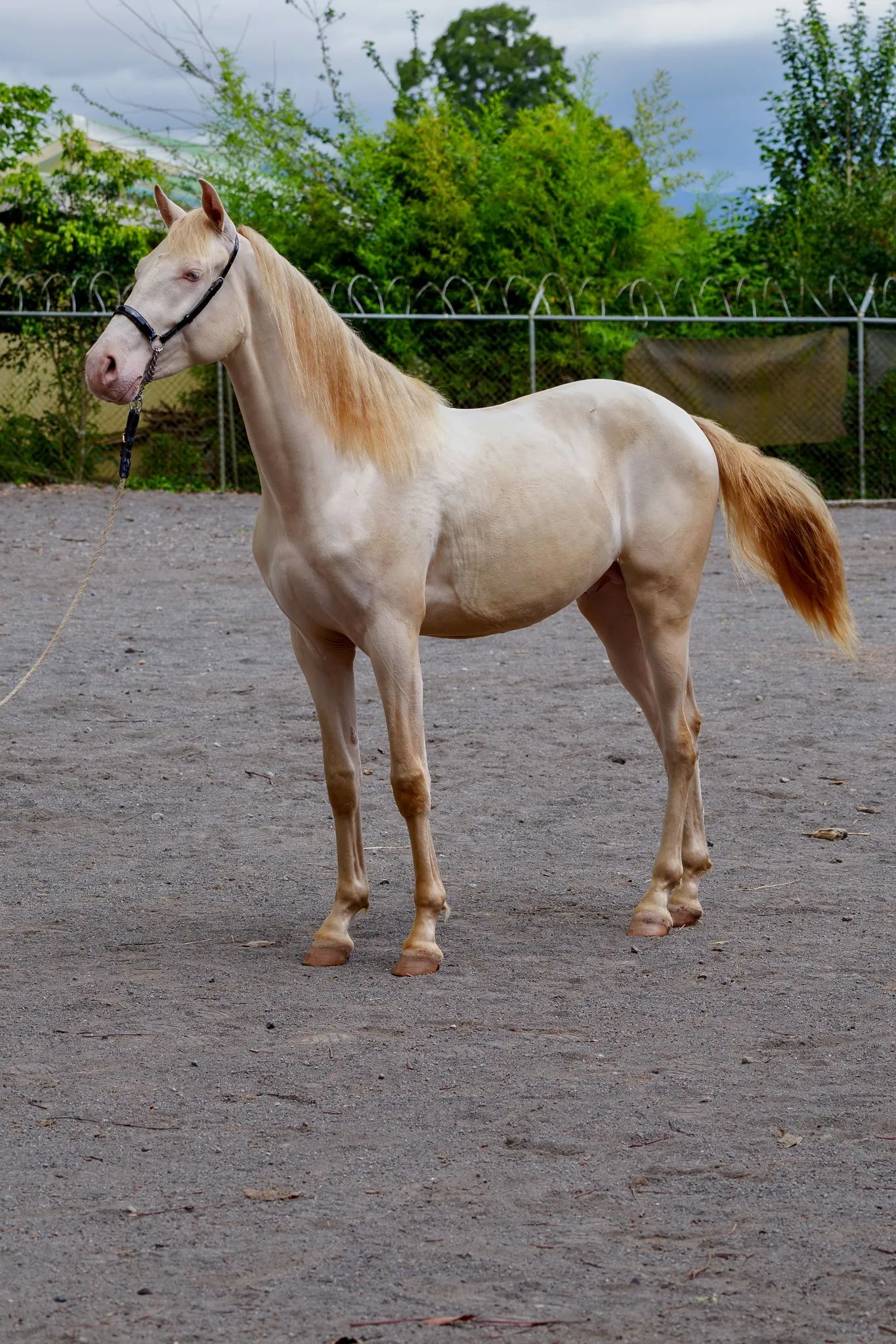 Claudio Vives CTR, PRE (Pura Raza Española)
