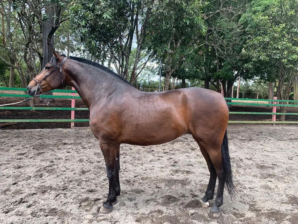 Urania Jocha, PRE (Pura Raza Española)