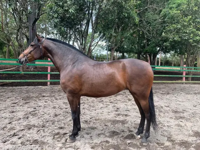Urania Jocha, PRE (Pura Raza Española)