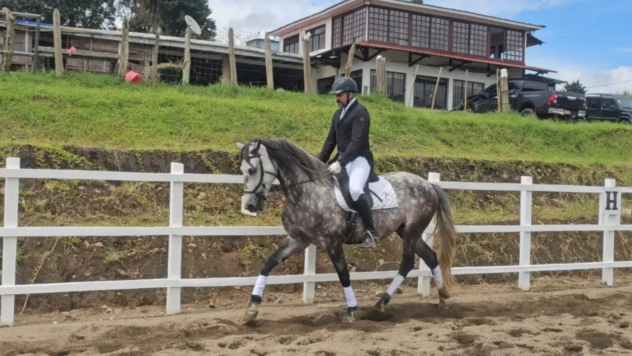 Caballo Cortes de Santa Elena en venta