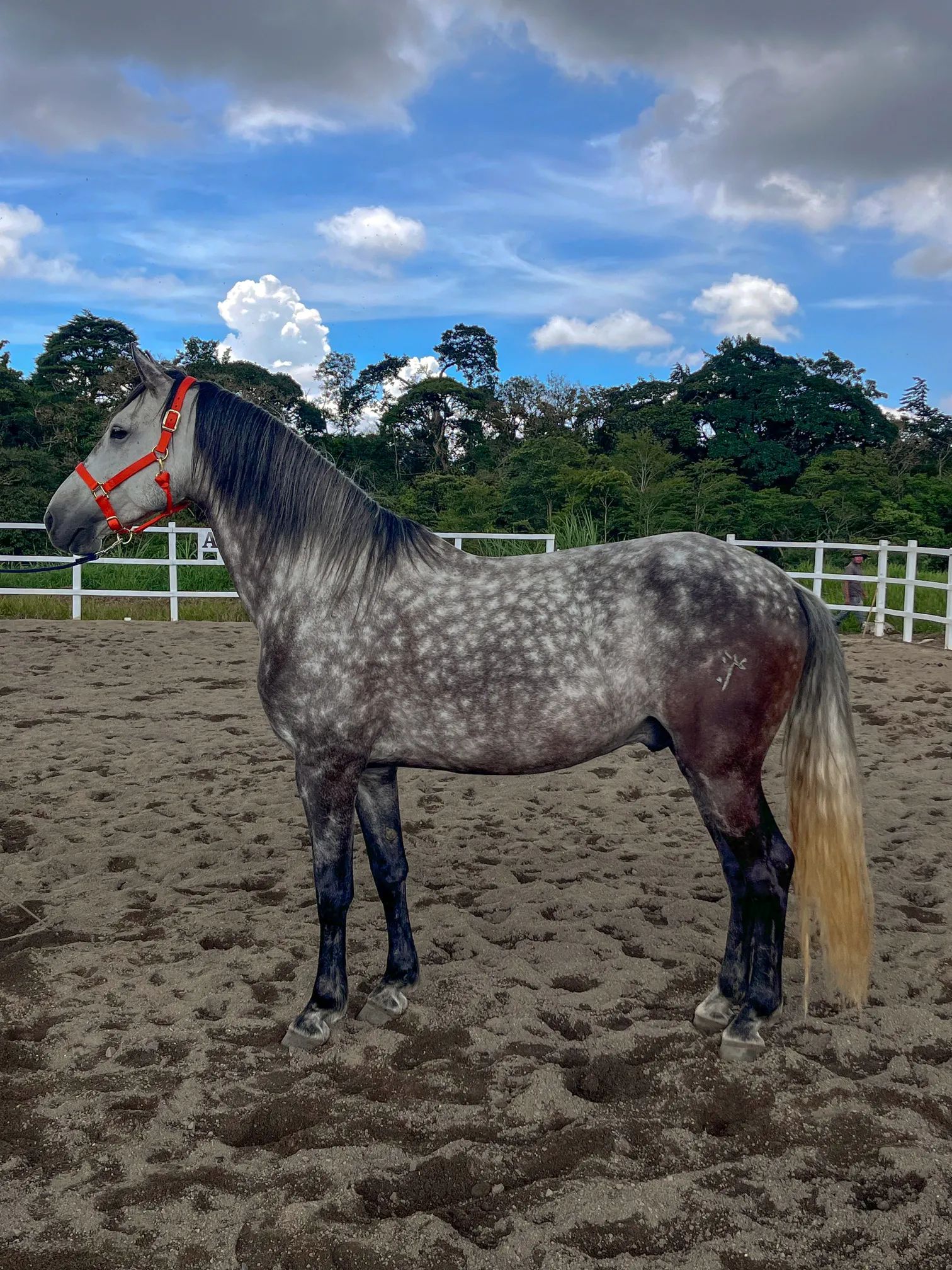 Caballo Cortes de Santa Elena en venta
