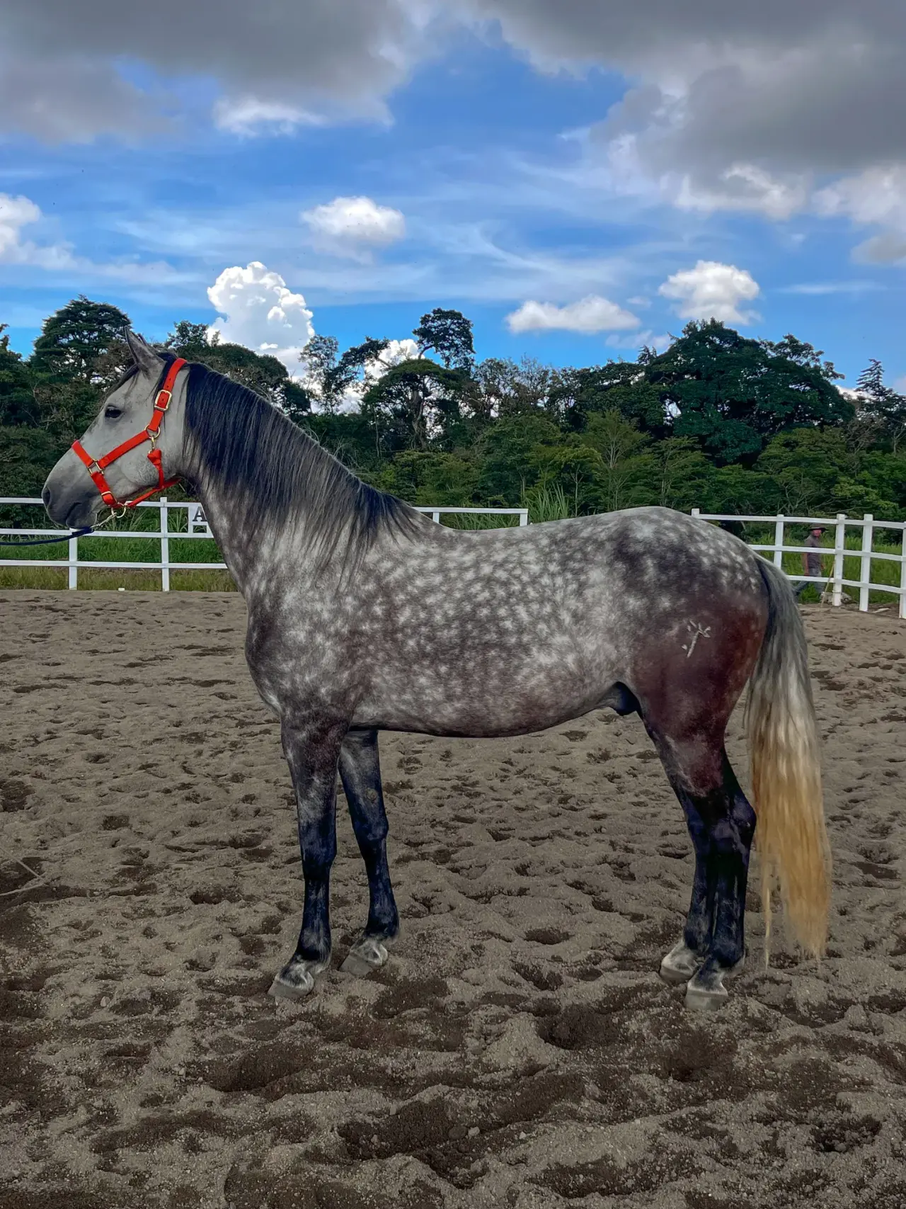 Caballo Cortes de Santa Elena en venta