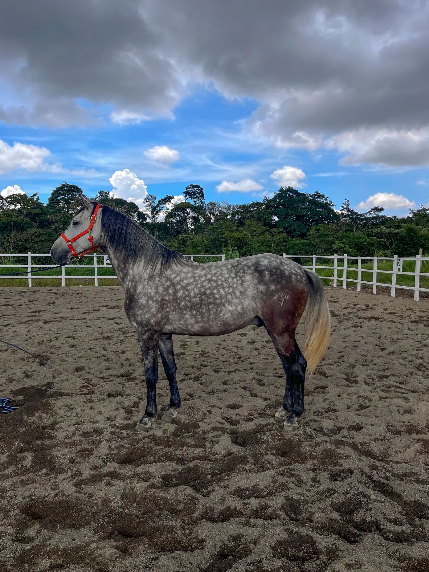 Caballo Cortes de Santa Elena en venta