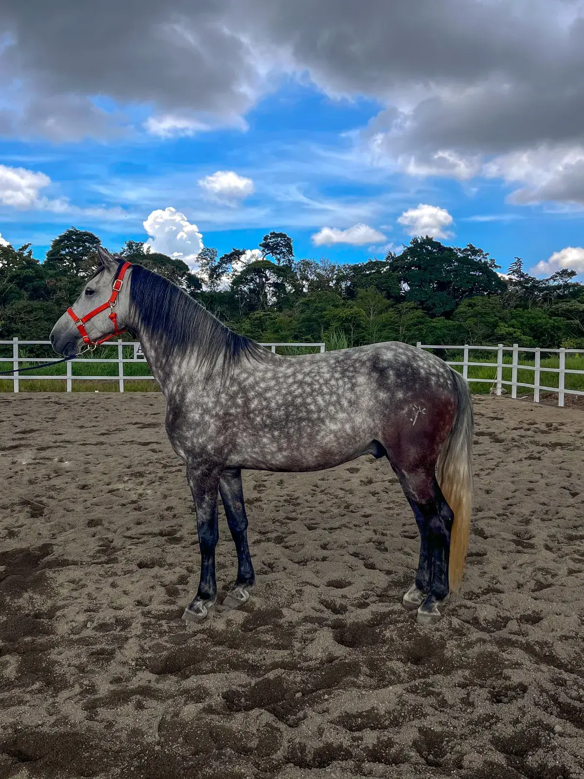 Caballo Cortes de Santa Elena en venta