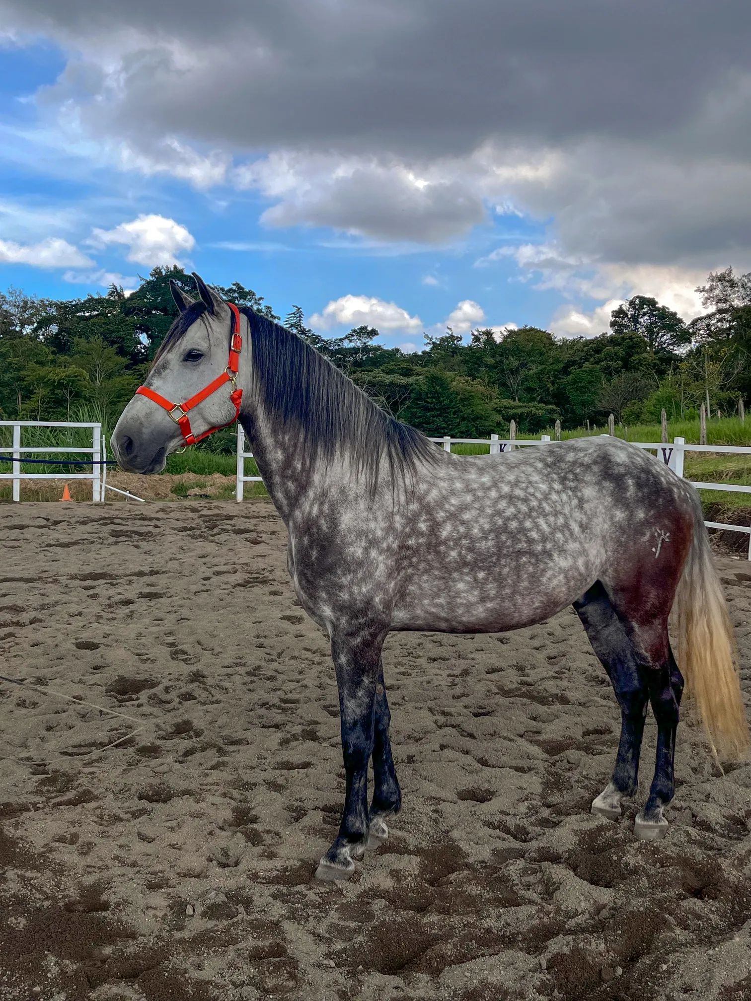 Caballo Cortes de Santa Elena en venta