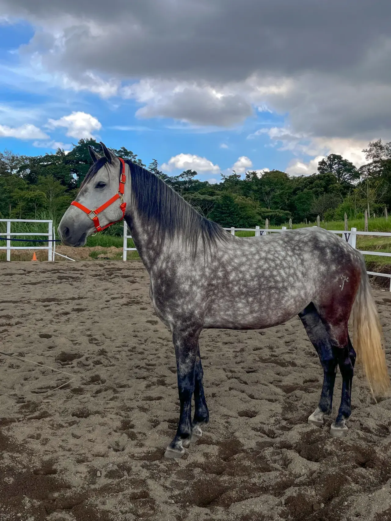 Caballo Cortes de Santa Elena en venta
