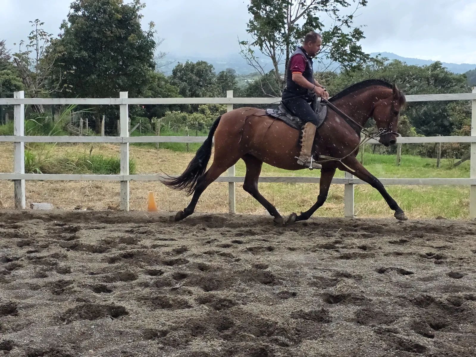 Caballo Siria de Santa Elena en venta