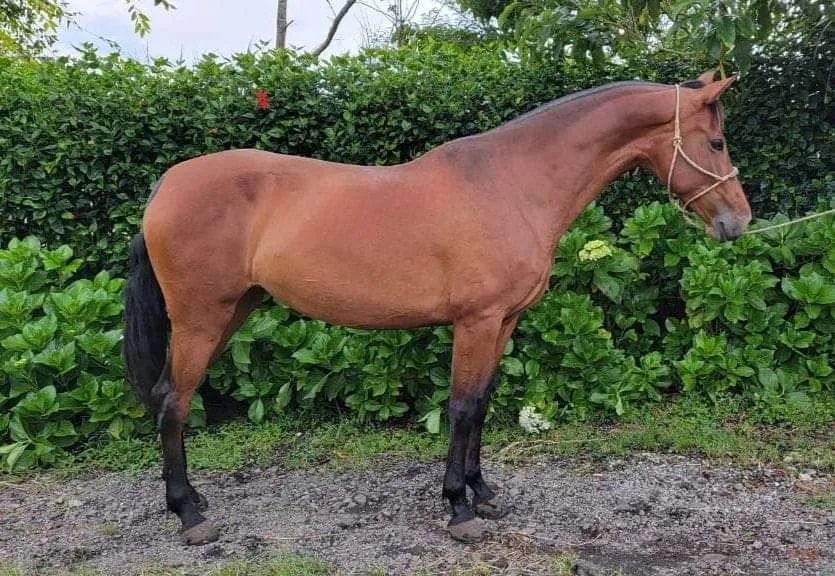 Caballo Siria de Santa Elena en venta