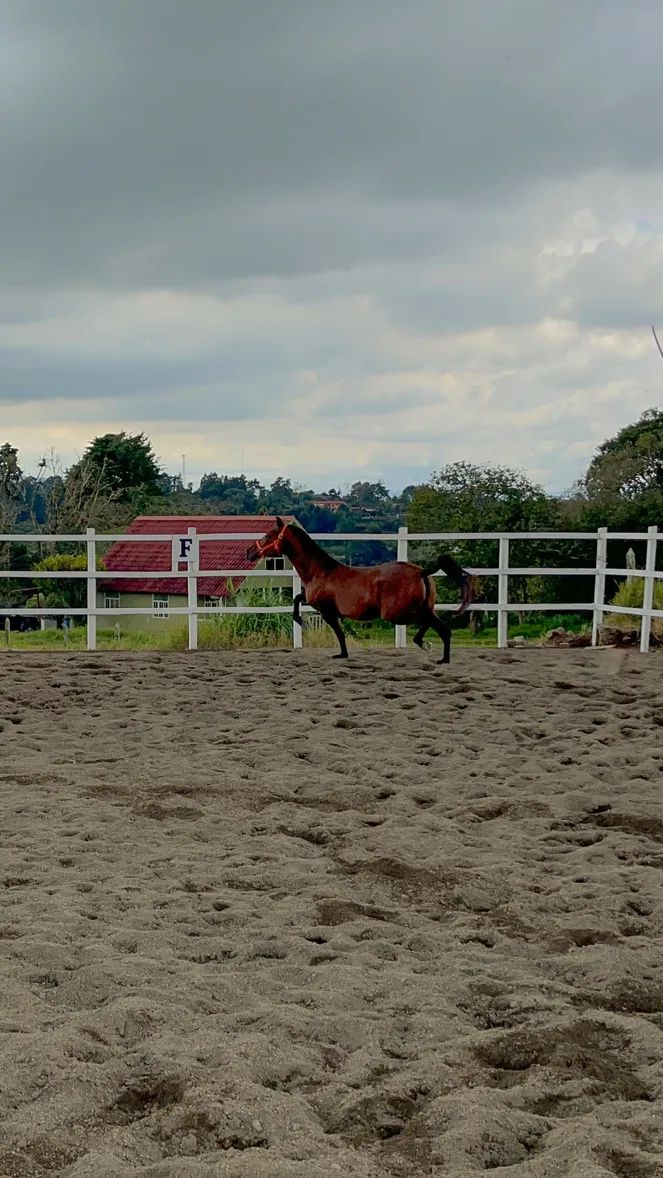 Caballo Siria de Santa Elena en venta