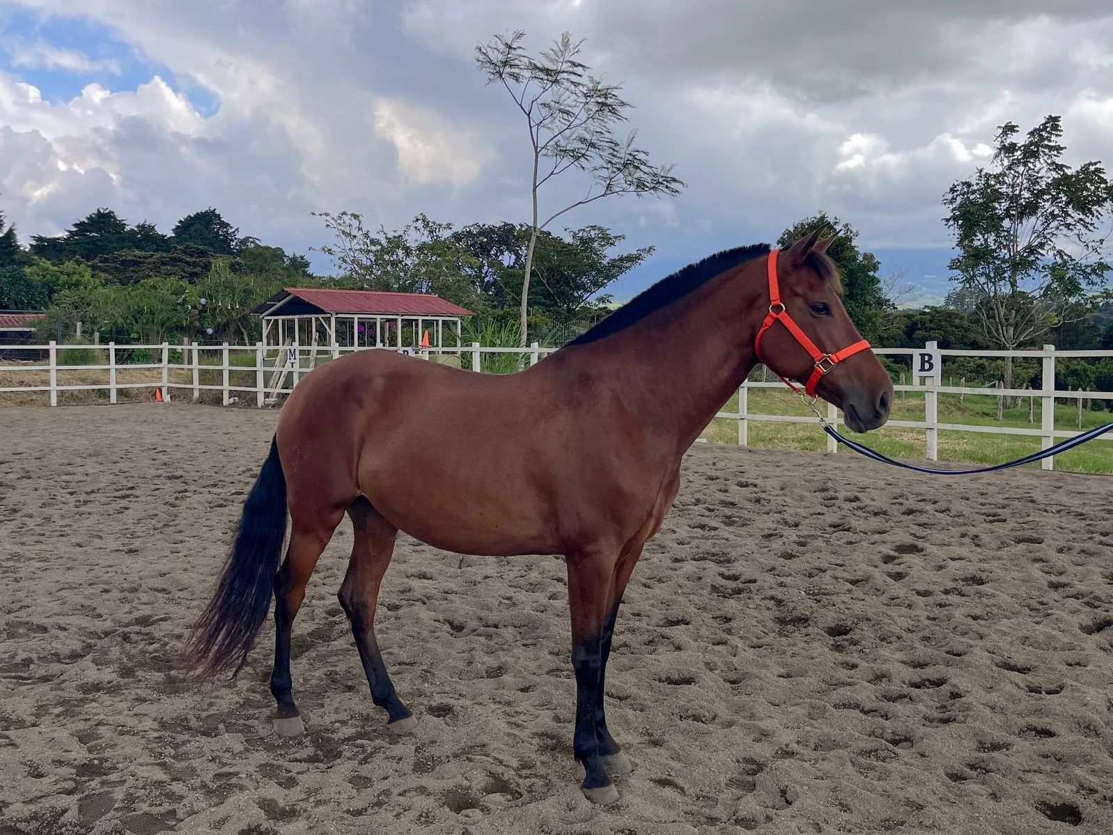 Caballo Siria de Santa Elena en venta