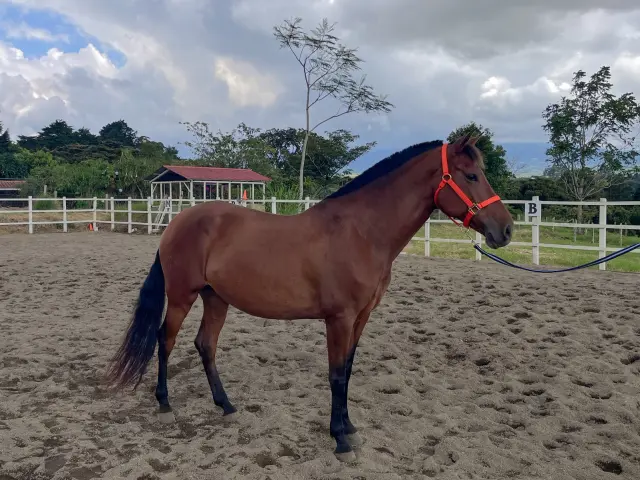 Caballo Siria de Santa Elena en venta