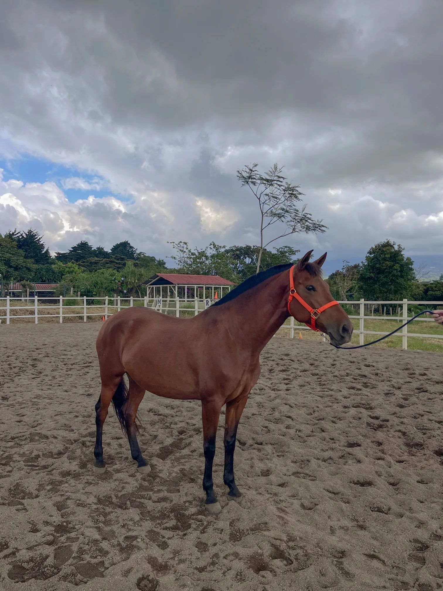 Caballo Siria de Santa Elena en venta