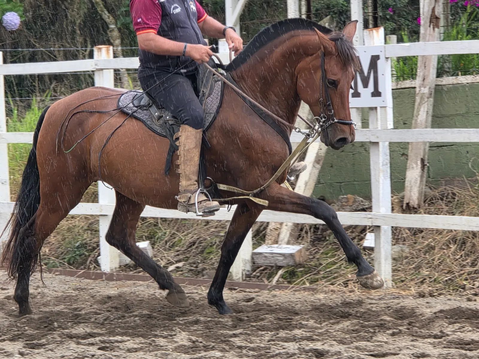 Caballo Siria de Santa Elena en venta