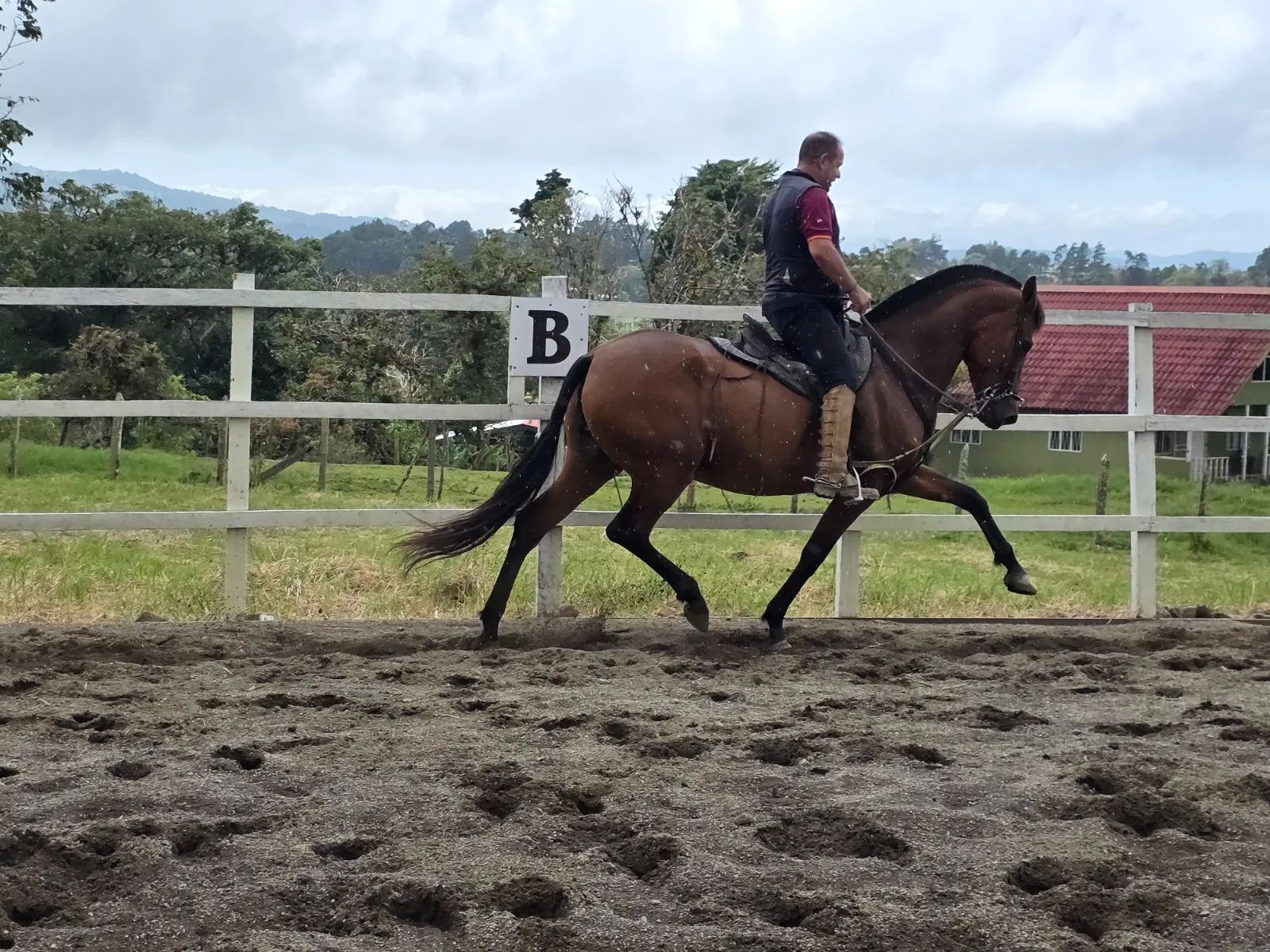 Caballo Siria de Santa Elena en venta