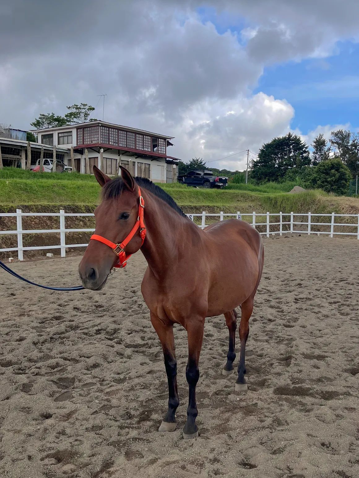 Caballo Siria de Santa Elena en venta