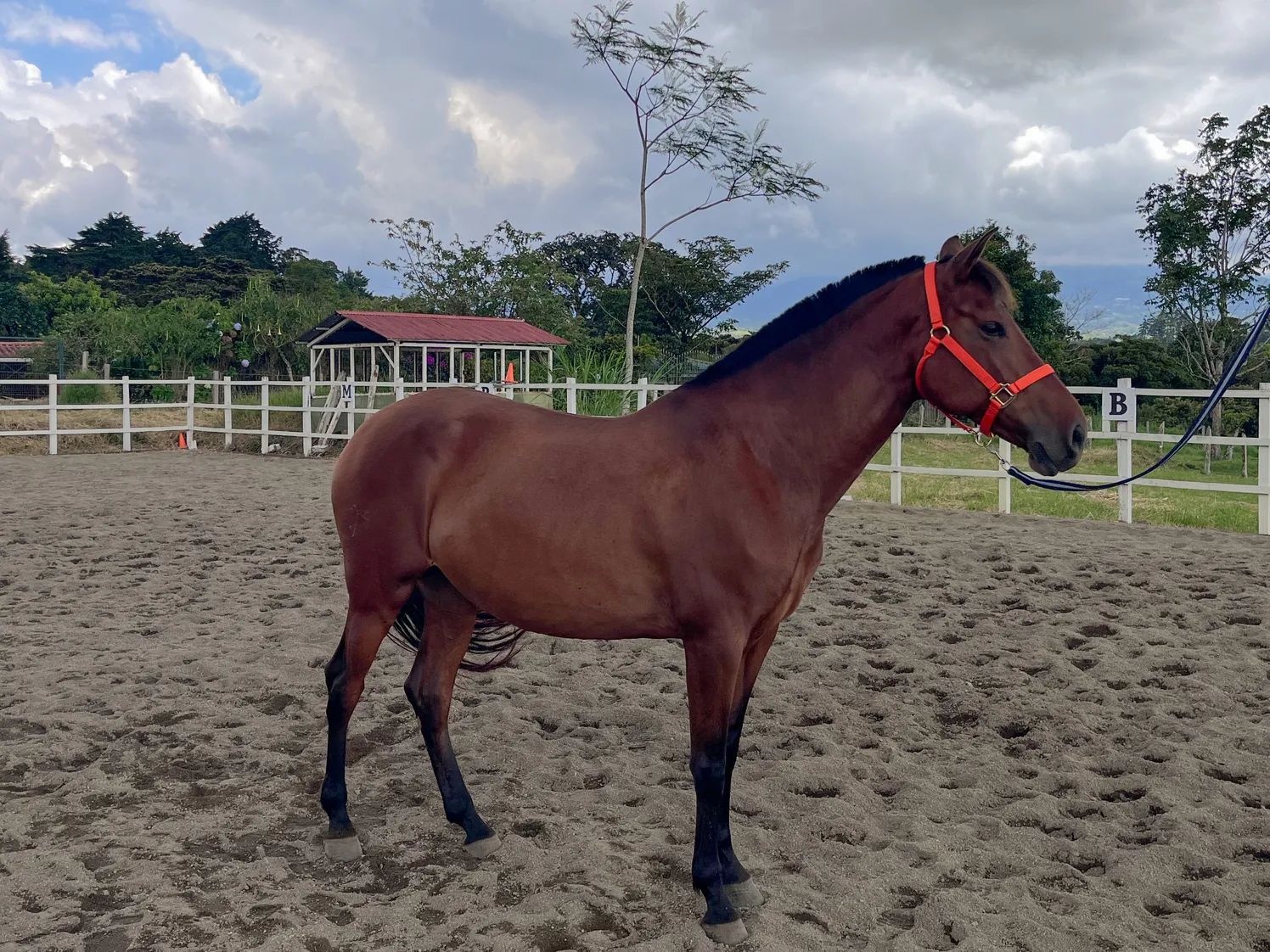 Caballo Siria de Santa Elena en venta