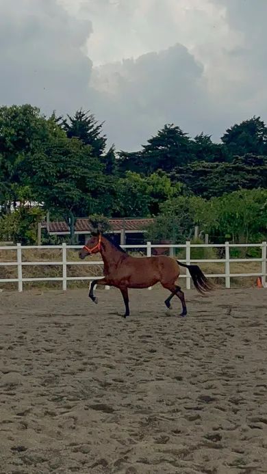 Caballo Siria de Santa Elena en venta